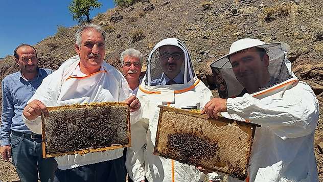 Sincik'te bal hasadı başladı