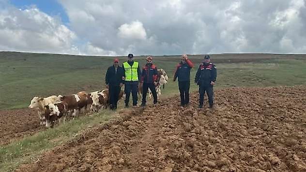 Sivas'ta kaybolan 9 büyükbaş hayvan, dronla bulundu