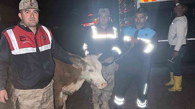 Siverek'te çalınan büyükbaş hayvan jandarma tarafından bulundu