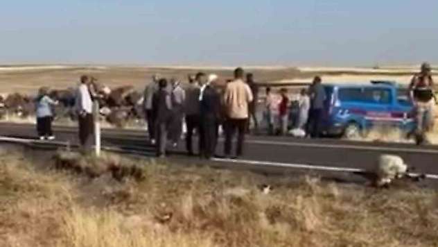 Siverek'te işçi minibüsü koyun sürüsüne daldı: 25 koyun telef oldu