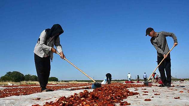 Siverek'te yetiştirilen kuru domatesler dünya sofralarına ulaşıyor
