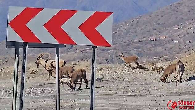 Sürü halindeki dağ keçileri karayoluna indi