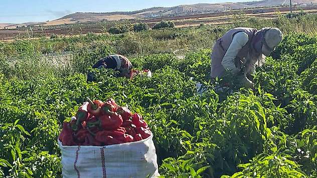 Tarlalardan sofralara acı yolculuk başladı