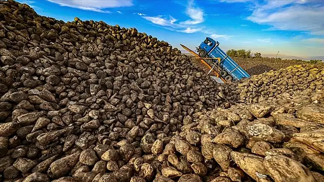 TMO şeker pancarı alım fiyatı açıklandı