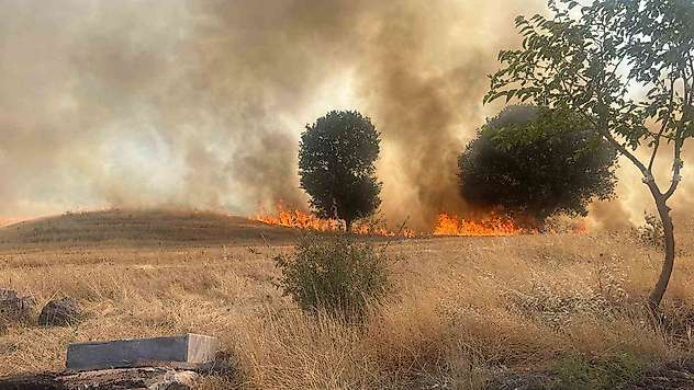Trafo yangını ağaçlık alanı yok etti