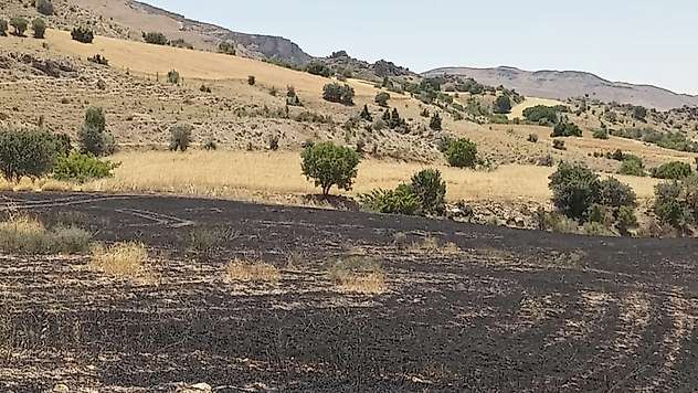 Tunceli'de 34 dönüm arpa yangında kül oldu