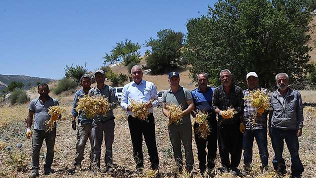 Tut belediyesinin ürettiği nohutlar ihtiyaç sahiplerine ulaştırılacak