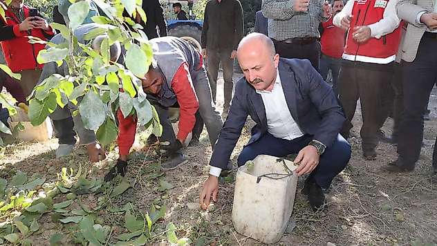 Vali Varol, Kahta ilçesinde ceviz hasadına katıldı