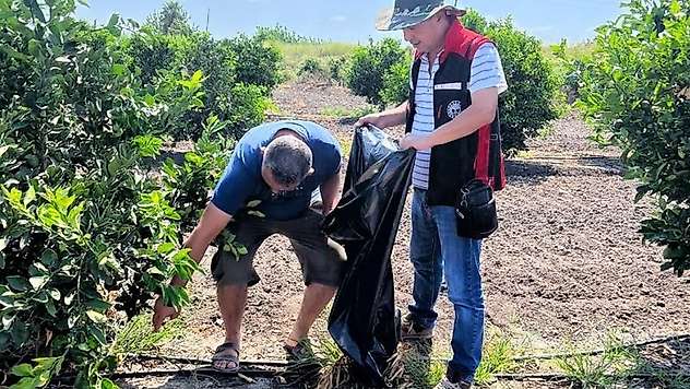 Yanan turunçgillerin Akdeniz Meyve sineği üretmemesi için çalışma başlatıldı