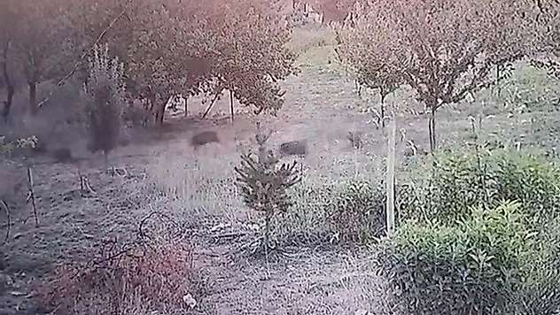 Yerleşim yerine inen domuz sürüsü kameraya yansıdı