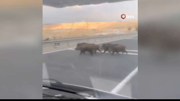 Yolda domuz sürüsü paniği