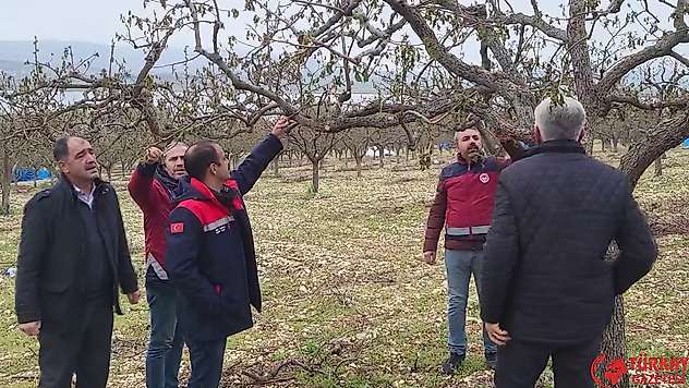 Zirai donun vurduğu Adıyaman'da meyve bahçelerinde hasar tespiti sürüyor
