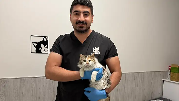 Çenesi üç yerinden kırılan kedi hayata tutundu