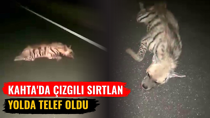 Kahta'da çizgili sırtlan yolda telef oldu