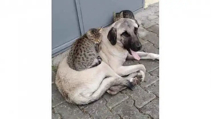 Köpek Ve Kedinin Dostluğu Görenleri Şaşırtıyor