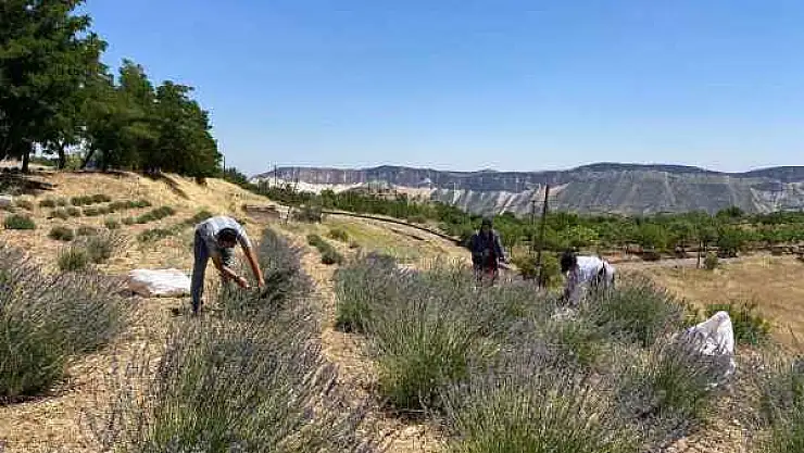 Tut İlçesinde Lavanta Hasadı Yapıldı
