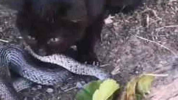 Yavru Kedi, 2 Metrelik Yılanı Yakalayıp Yemeye Çalıştı