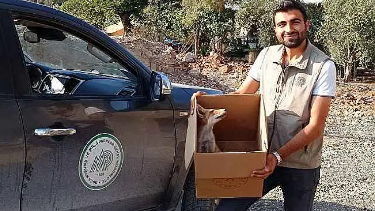 Yolda Bulduğu Yaralı Tilkiyi Evine Götürerek Besledi