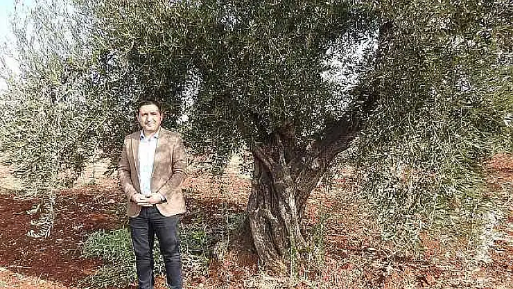 Son Yağan Yağışlar Zeytine İlaç Gibi Geldi