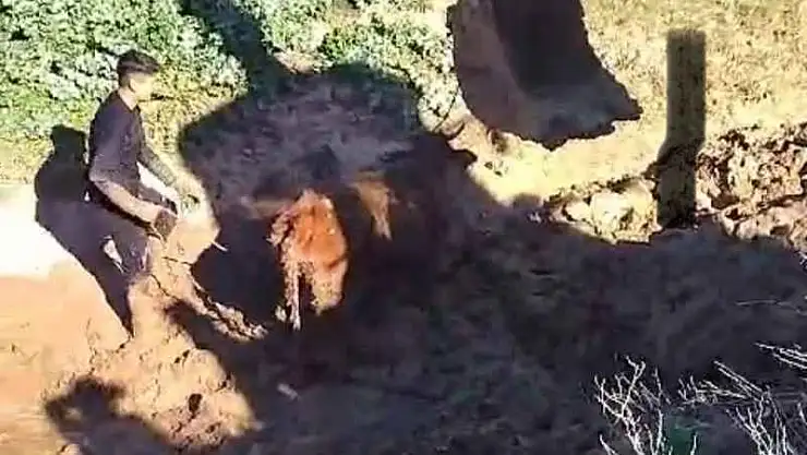Şırnak'ta çamura saplanan inek iki gün sonra kepçeyle kurtarıldı