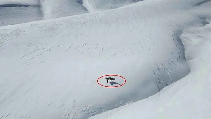 Beytüşşebap'ta tilkinin dron ile imtihanı