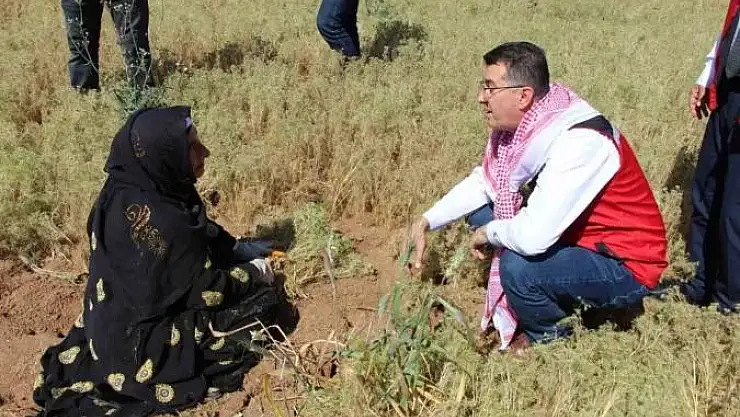 Şanlıurfa'da kimyon hasadı başladı
