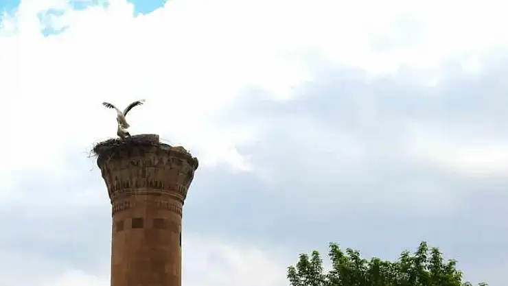 Depremde yarısı yıkılan minareye  leylek yuva yaptı
