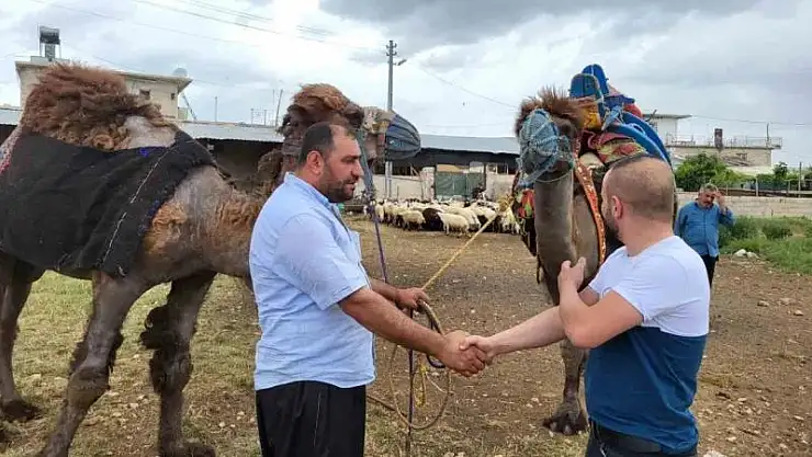 Besni'de Kurbanlık develer 300 bin TL'den kapış kapış satıldı