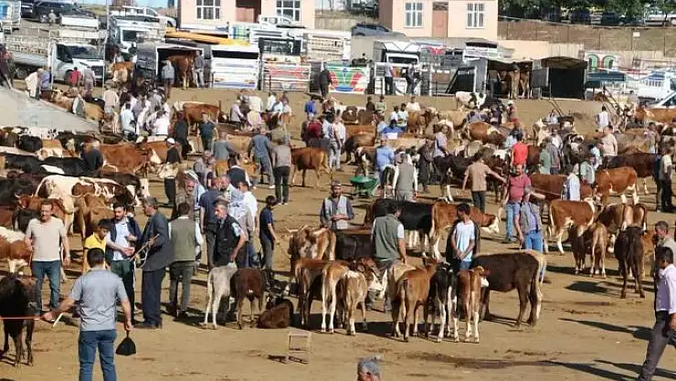 Diyarbakır'da 115 bin hayvan kurbanlık için satışa hazır
