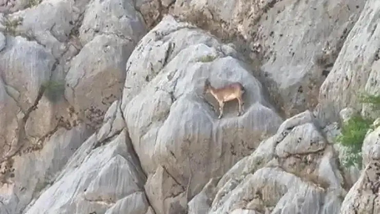 Dağ keçileri Sincik Boğazında görüntülendi