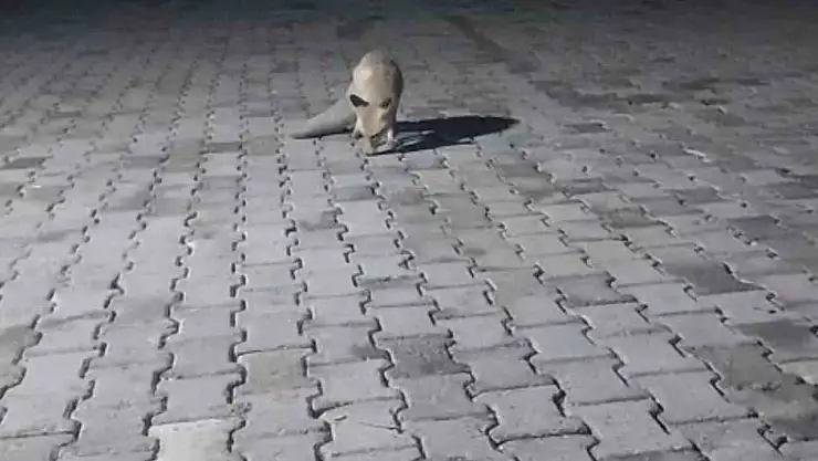Aç tilki korucu kulübesine geldi, karnını doyurup gitti