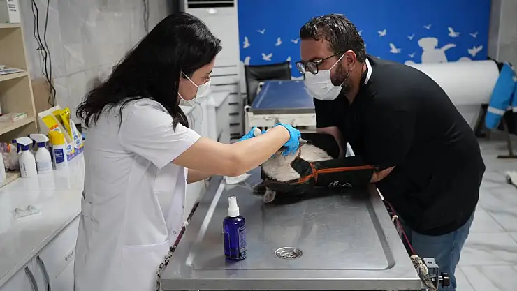 Adıyaman Belediyesi, 1326 sokak hayvanının yaşamına dokundu