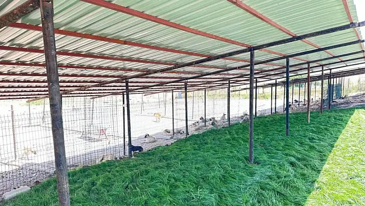 Adıyaman Belediyesi sokak hayvanlarına güvenli yuva sağladı