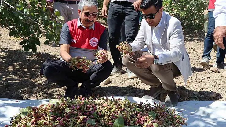 Adıyaman'da Antep Fıstık hasadı başladı