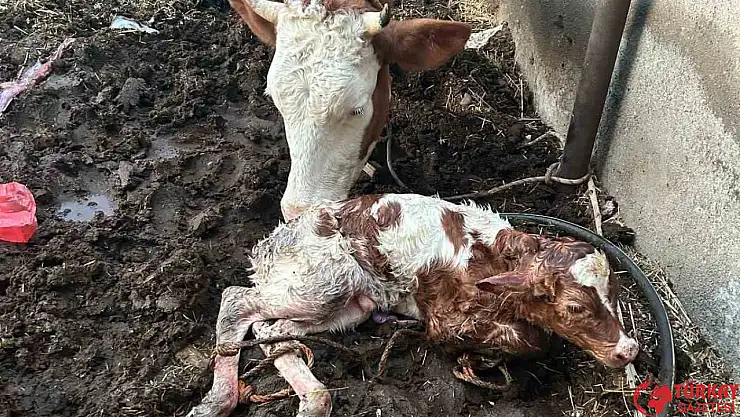 Adıyaman'da milyonda bir görülen ikiz buzağı doğumu gerçekleşti