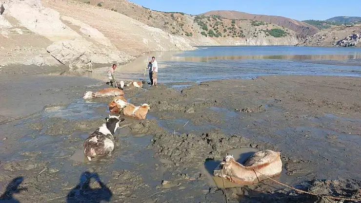 Bataklığa saplanan 6 inek kurtarıldı
