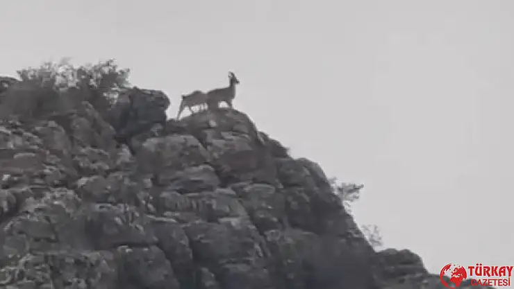 Besni'de dağ keçileri sürü halinde görüntülendi