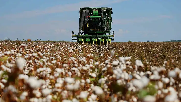 Bir dönemin beyaz altını, pamukta hasat başladı