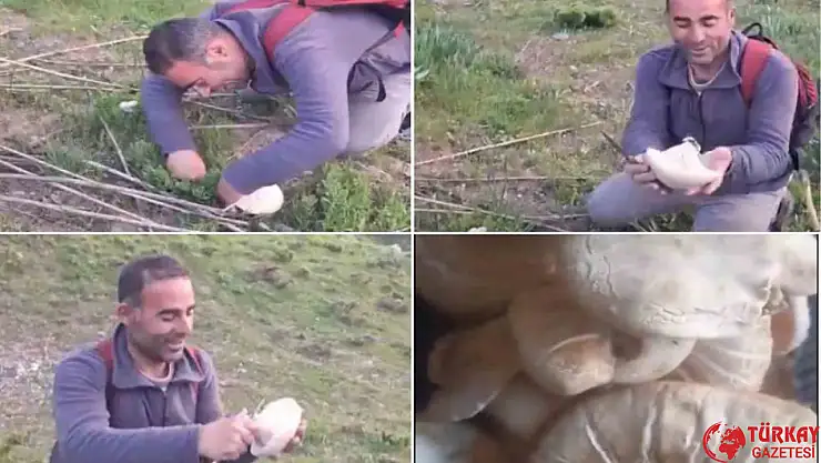 Bitlis'te dağ mantarı çıkmaya başladı