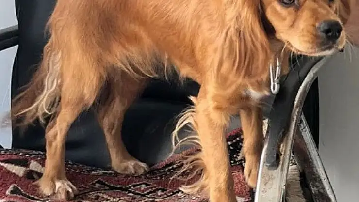Adıyaman'da akaryakıt istasyonundan çalınan Badem isimli köpek her yerde aranıyor