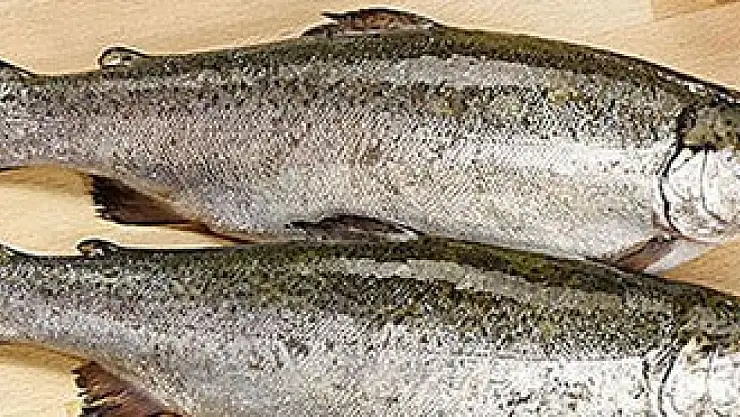 Çelikhan'da Balık ölümlerinin sebebi ortaya çıktı