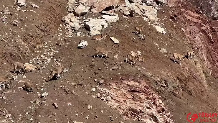 Dağ keçileri güneşli havanın tadını çıkardı