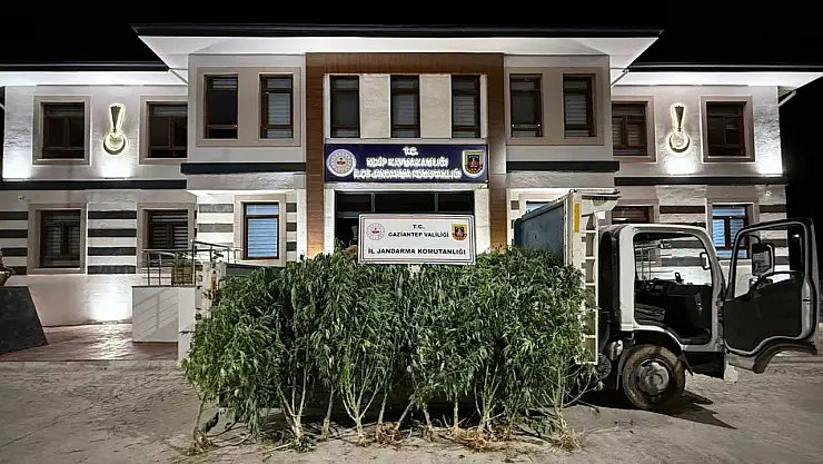 Gaziantep'te 825 kök kenevir ele geçirildi: 2 şahıs tutuklandı