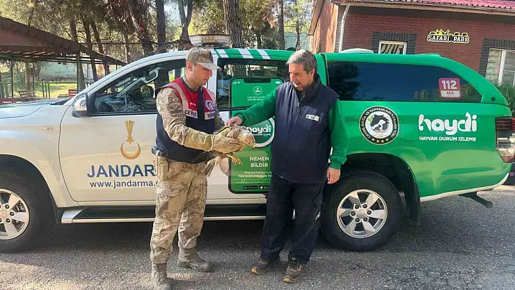 Gaziantep'te yaralı halde bulunan kartal, tedavi altına alındı