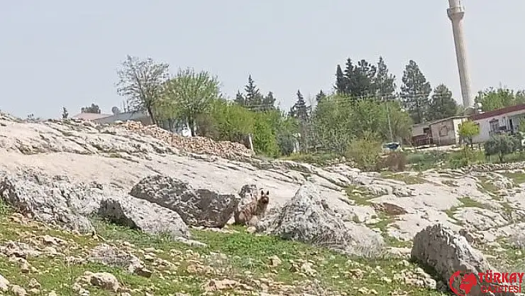 Gümüşkaya Köyünde sırtlan görüldü