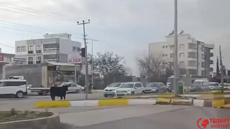 Kaçan inek trafiği bir birine kattı