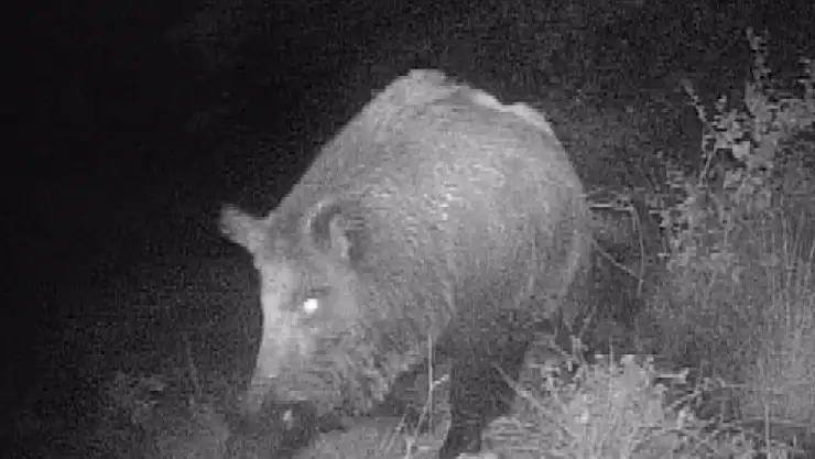 Kahramanmaraşlı doğa tutkunu genç fotokapanla yaban hayatını görüntülüyor
