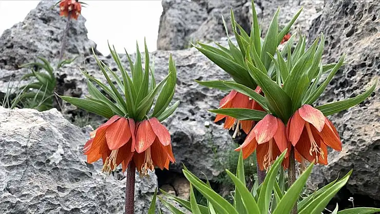 Kahta'da endemik bitki türlerine sahip çıkılıyor