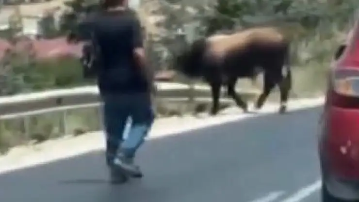 Karayolunda trafiği durduran boğa, sahiplerine korku dolu anlar yaşattı