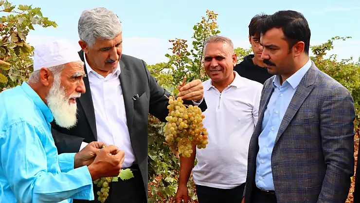 Kaymakam Soysal üzüm hasadına katıldı